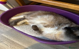 Ragdoll cats for sale: 🐾 Loving 21-Month-Old Male Seal Mitted Ragdoll 🐾 - Image 6