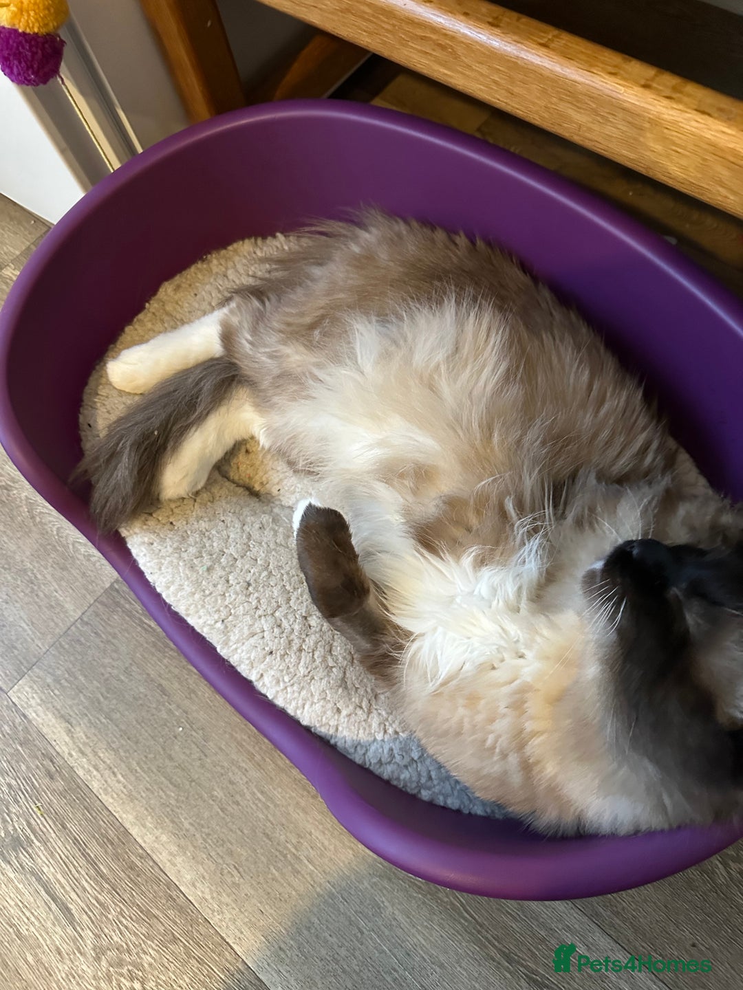 Ragdoll cats for sale: 🐾 Loving 21-Month-Old Male Seal Mitted Ragdoll 🐾 - Image 6