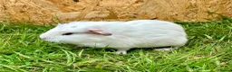 Guinea Pig rodents for sale: Young Guinea pigs  - Advert 17