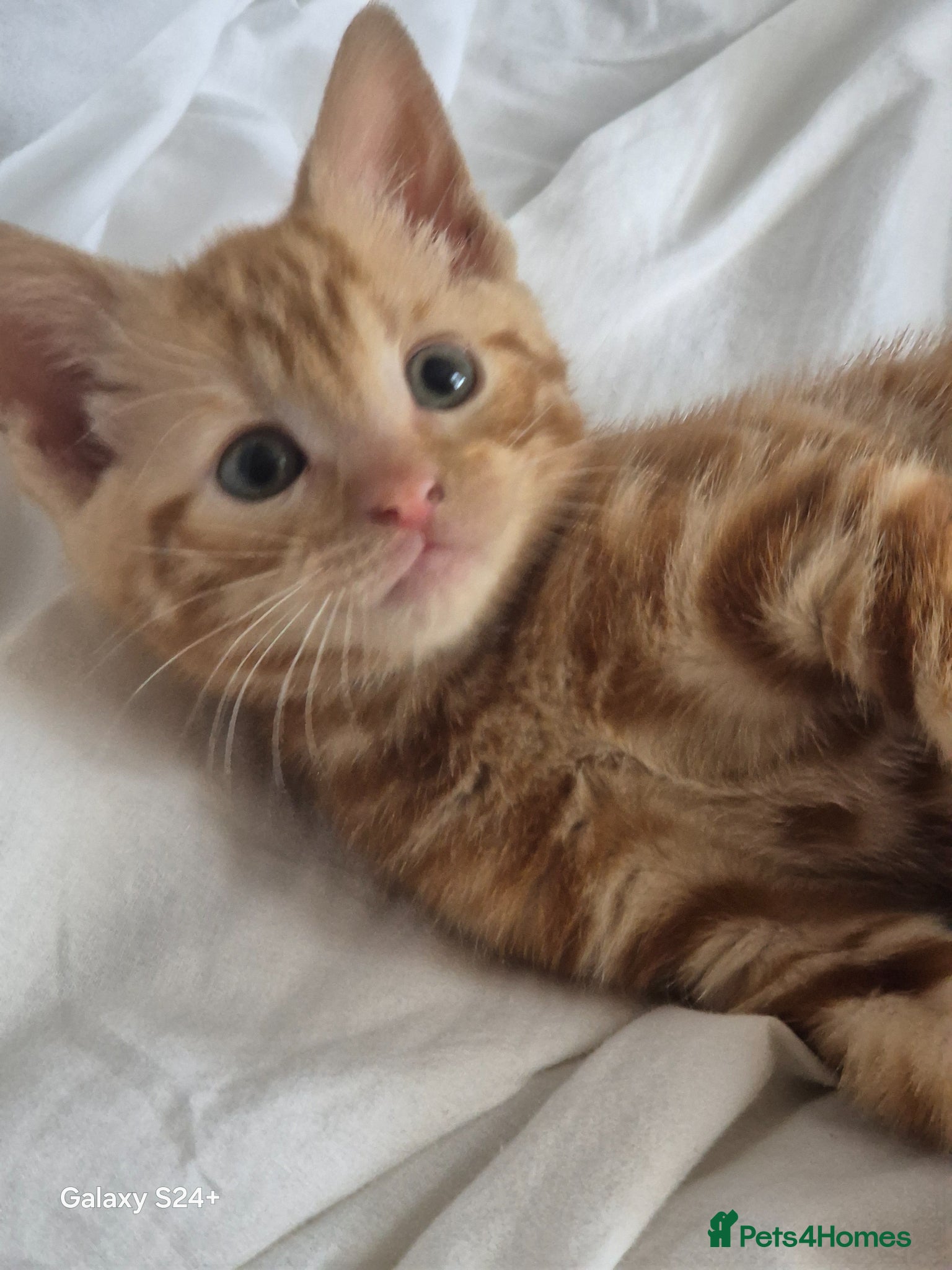 Mixed Breed cats Rare female ginger kitten - Advert 16