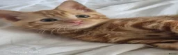 Mixed Breed cats for sale: Rare female ginger kitten - Advert 1
