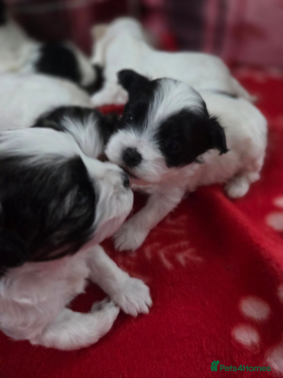 Maltese dogs for sale: 3 boys 1 girl x maltese puppies - Advert 14