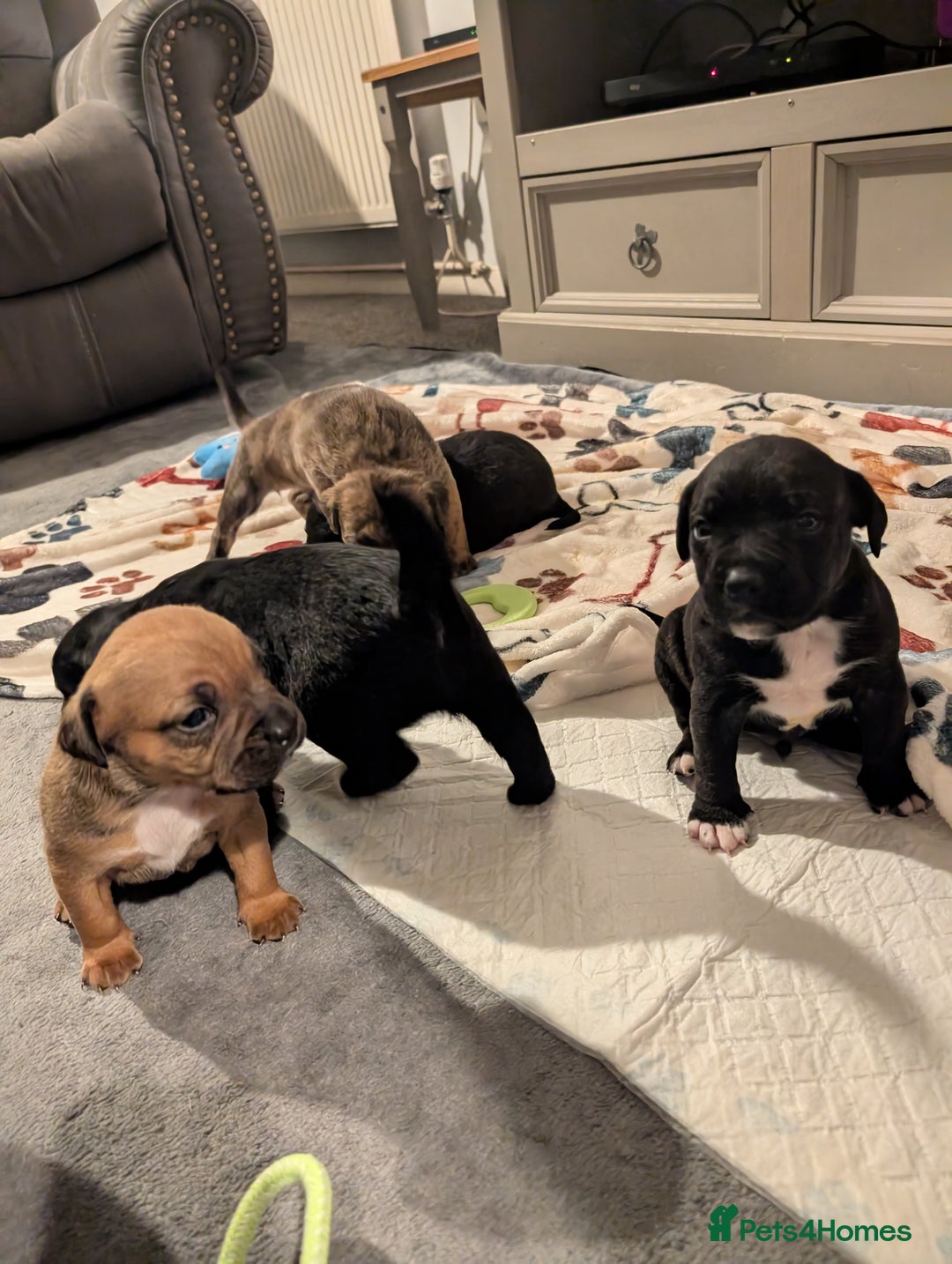 Mixed Breed dogs for sale: Staff cross pups - Image 10