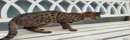 Savannah cats for sale: F3 Boy Brown Spotted Savannah TICA - Advert 7