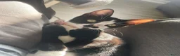 Mixed Breed cats for sale: 1 female cat for sale  - Advert 3