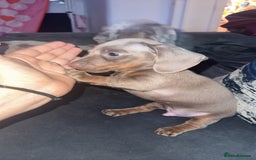 Miniature Dachshund dogs for sale: Male miniature dachshund  - Image 7
