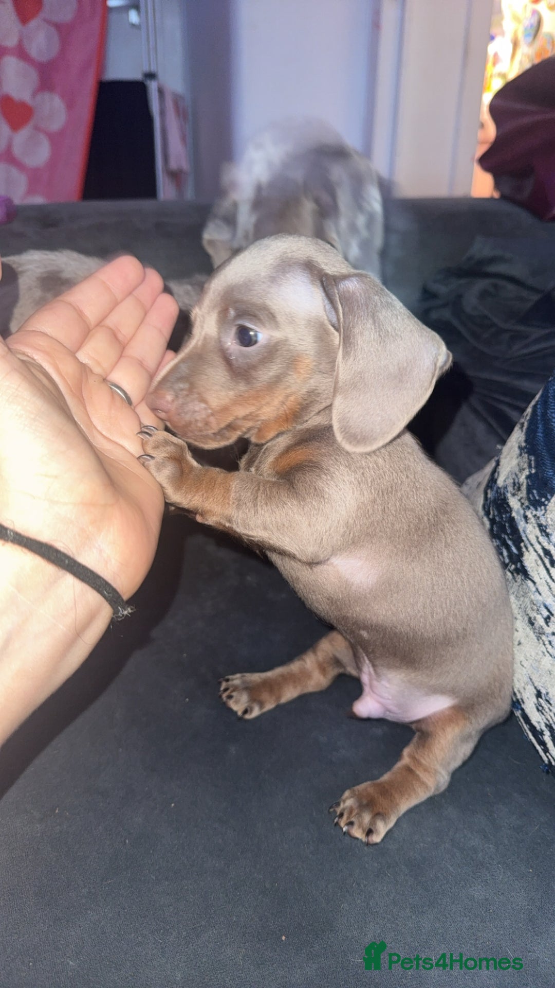 Miniature Dachshund dogs for sale: Male miniature dachshund  - Image 7