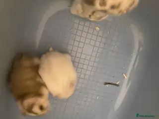 Hamster rodents 8 healthy hamsters - Advert 2