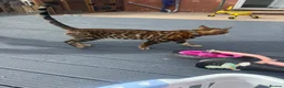 Bengal cats for sale: ⭐️ Ready now- STUNNING TICA REG ⭐️FEMALE BENGAL⭐️ - Advert 24