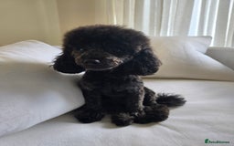 Toy Poodle dogs for sale: Asian toy poodle  - Image 12