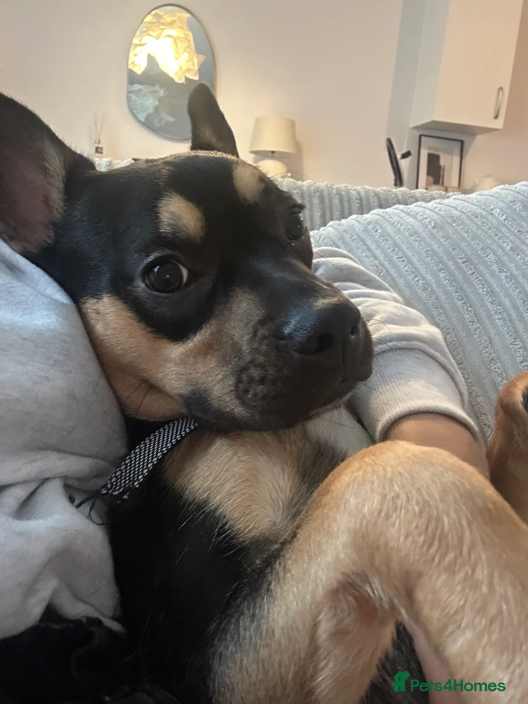 Mixed Breed dogs for sale: French Bulldog Cross  - Advert 4