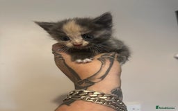 British Shorthair cats for sale: 7 week old kittens  - Image 7