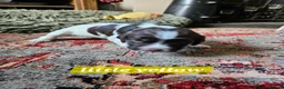 English Springer Spaniel dogs for sale: KC reg Springers, all bitch's - Advert 6