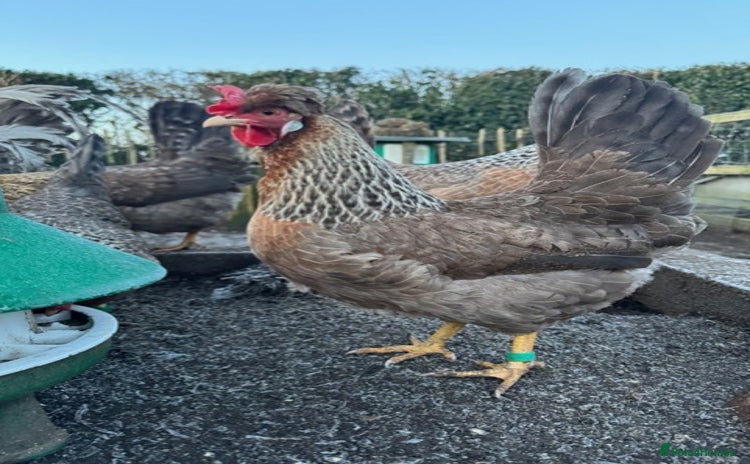 Chickens poultry - Advert 12