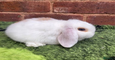 Mini Lop rabbits Friendly baby mini lop girls ready now - Advert 10