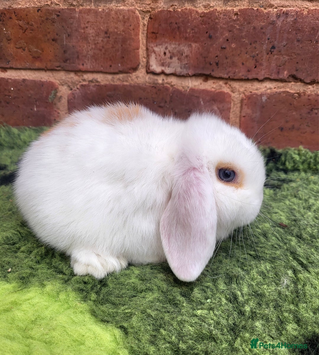 Mini Lop rabbits for sale: Friendly baby mini lop girls ready now - Image 5