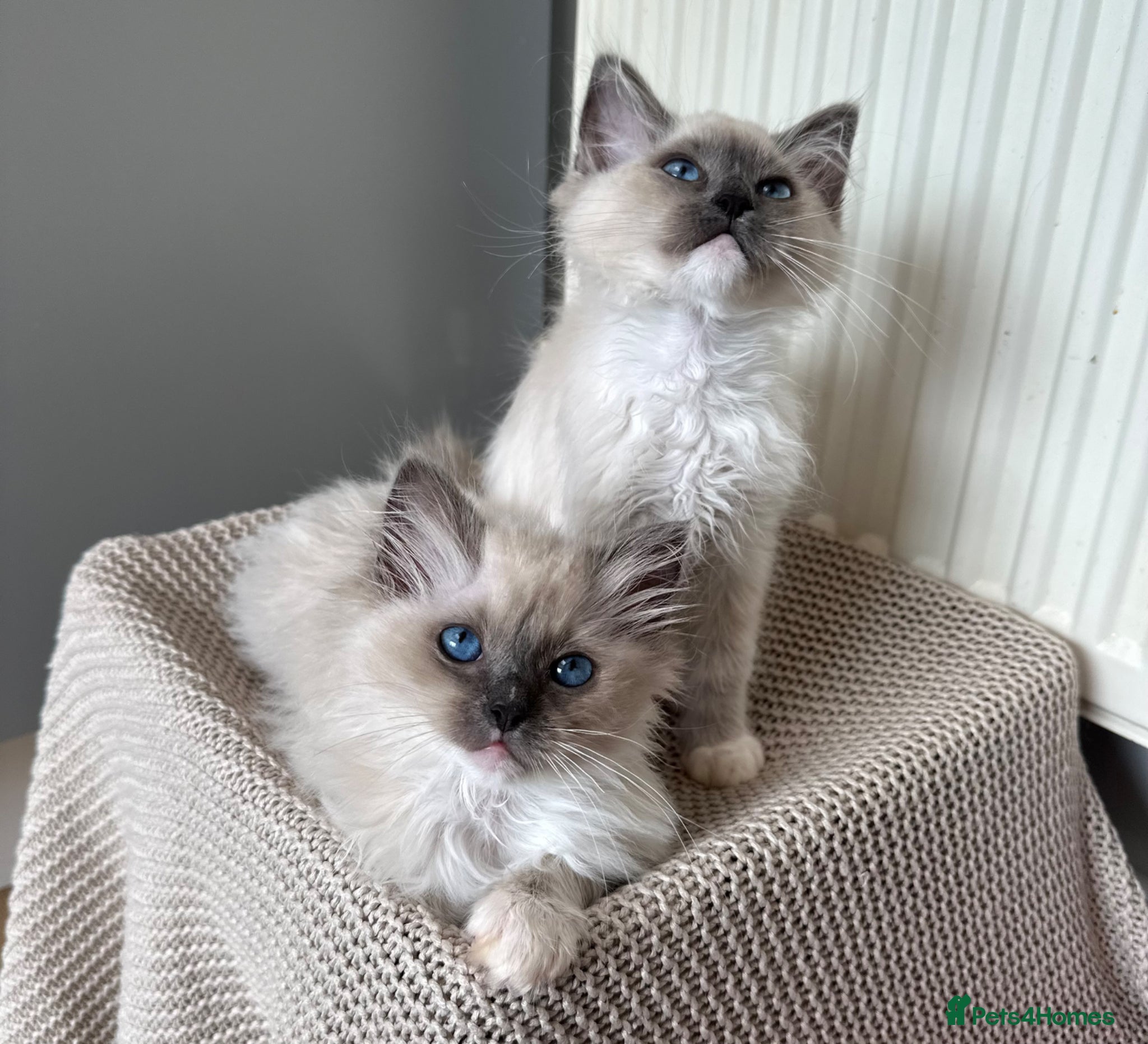 Ragdoll cats Purebred champion blood line ragdolls - Advert 2