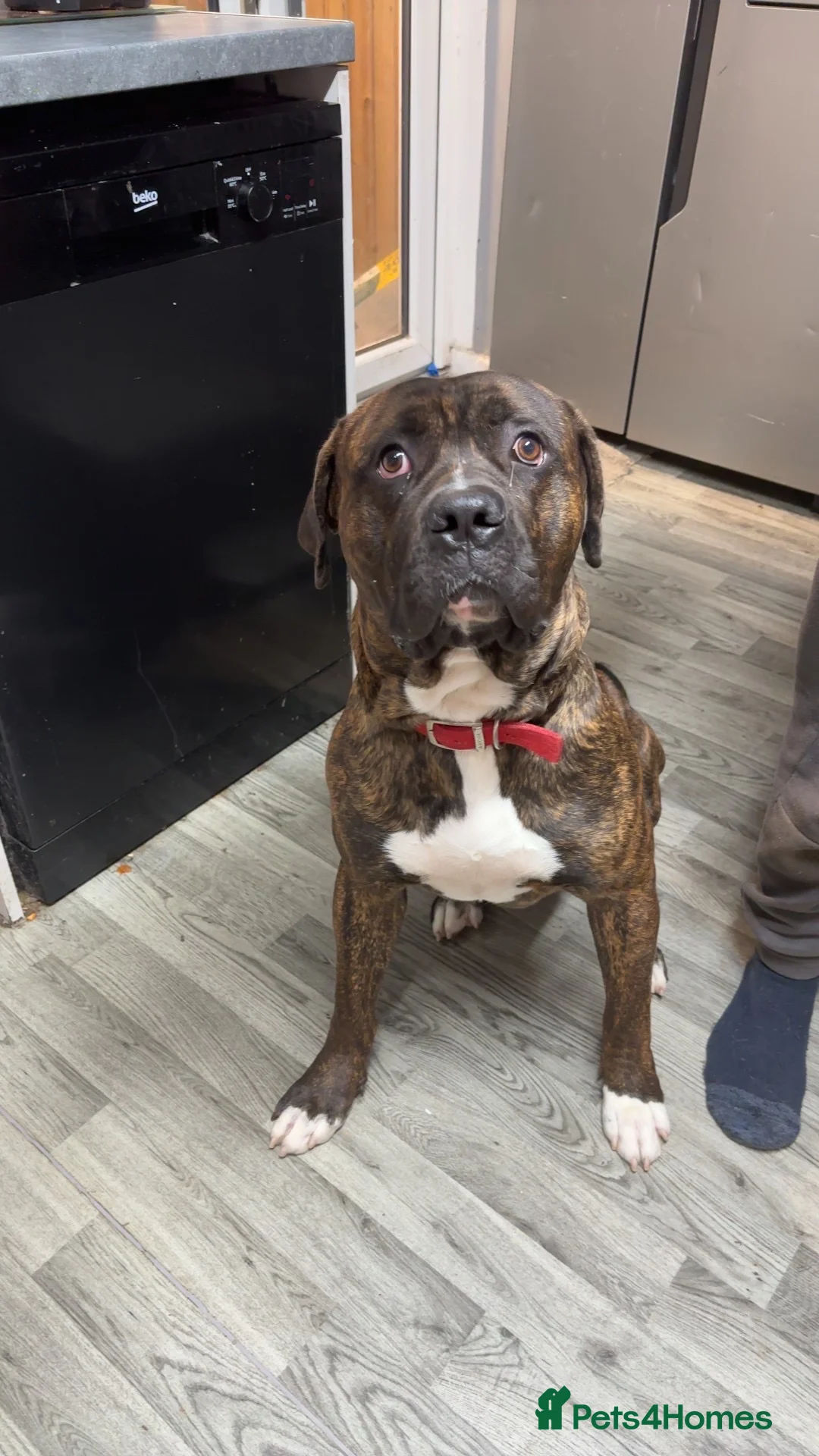 Mixed Breed dogs for sale: American bulldog x press Canario puppy’s  - Advert 2