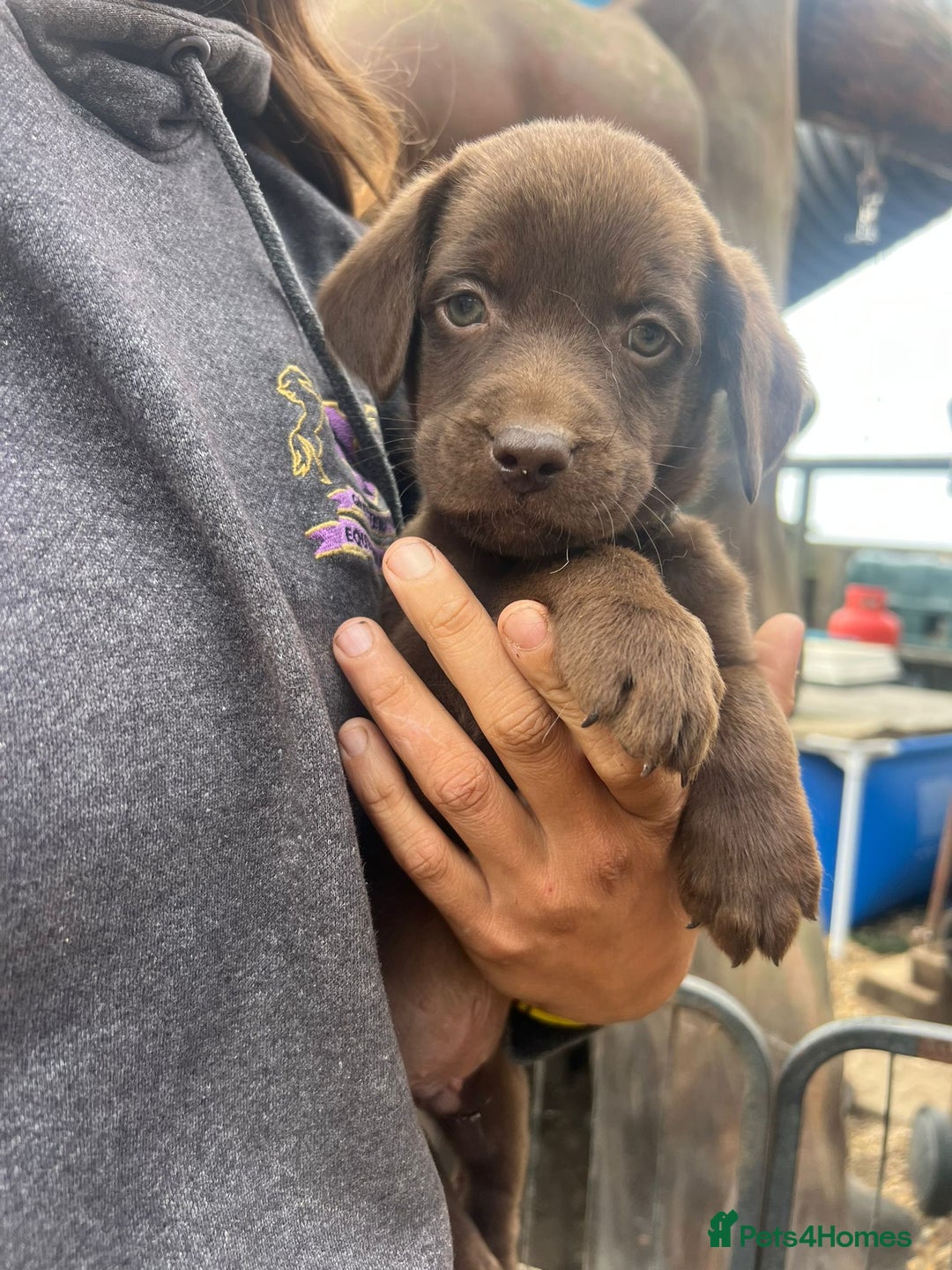 Chocolate Working Lab Puppies For Sale Labrador Coat Type