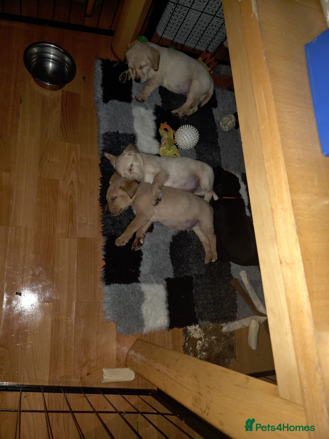 Labrador Retriever dogs for sale: 2 beautful boys ready to leave  - Advert 2