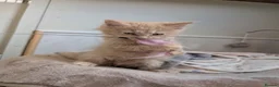 Maine Coon cats for sale: Stunning Tica pedigree boy kitten.  - Advert 14