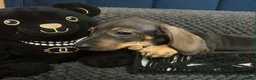 Miniature Dachshund dogs for sale: Miniature dachshunds  - Advert 16