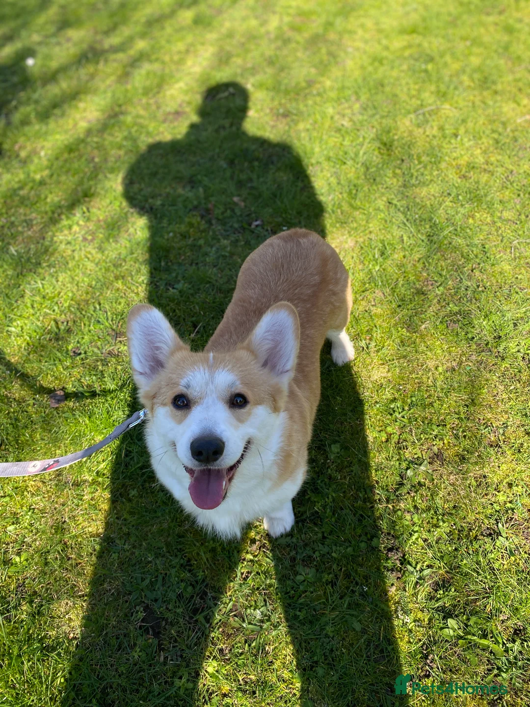 Welsh Corgi Pembroke dogs for sale: Welsh Corgi (Pembroke) - Advert 6