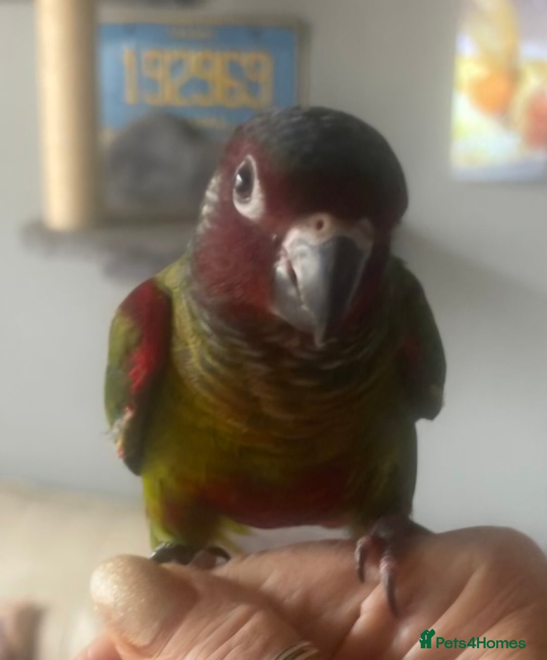 Conures birds for sale: Emma conure with cage food toys - Image 2