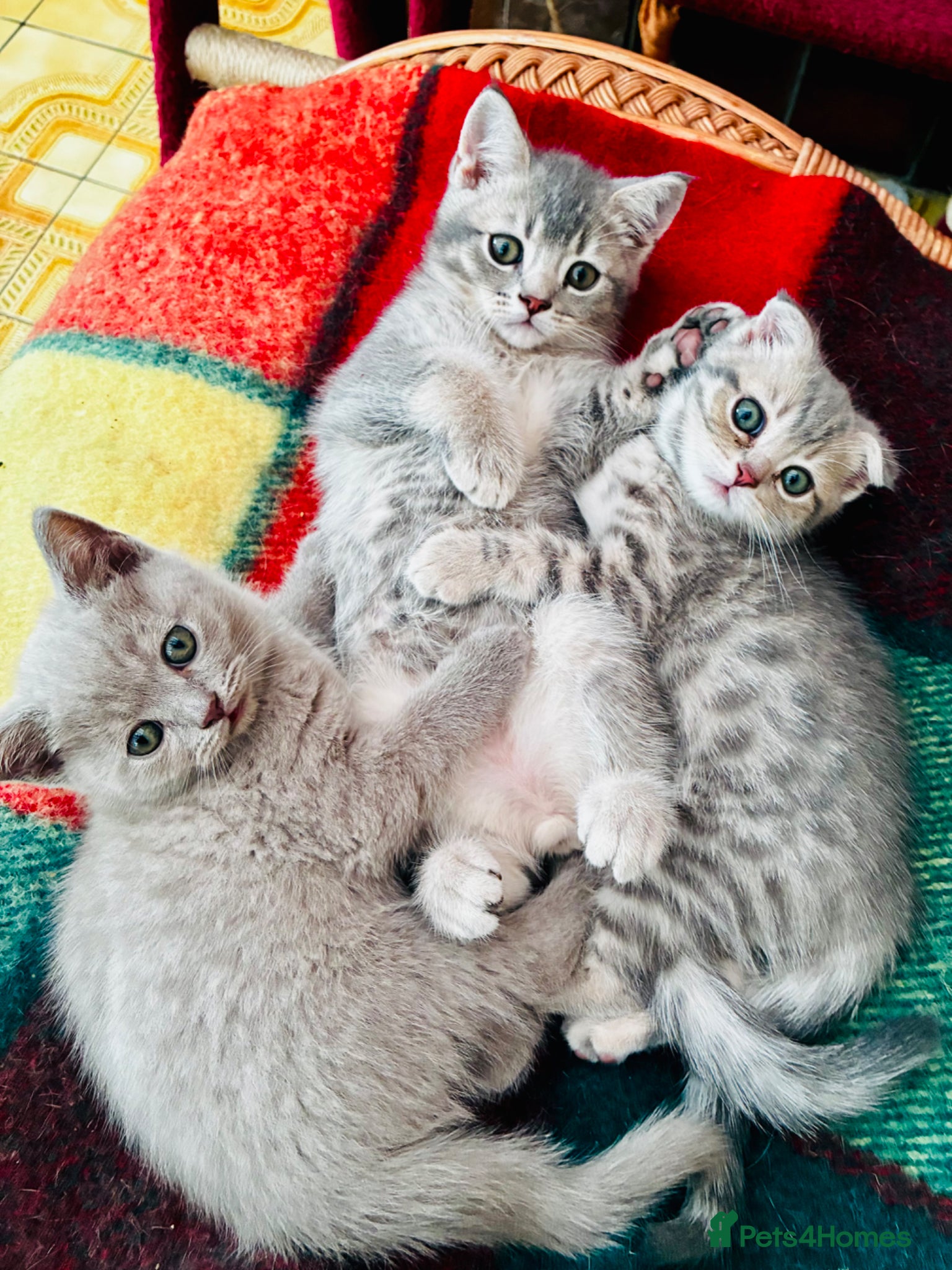 Scottish Fold cats 5 Scottish Fold Kittens for sale - Advert 1