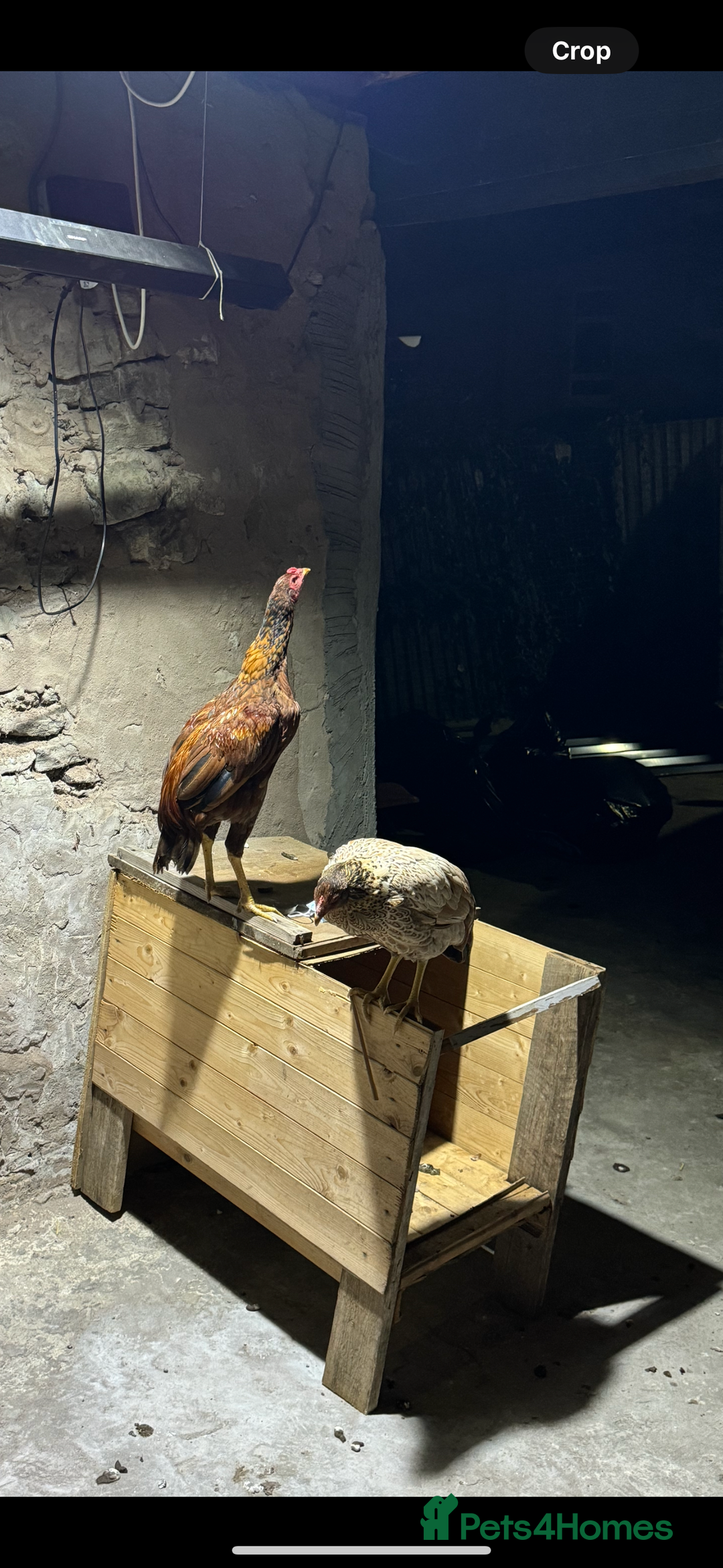 Chickens poultry for sale: Aseel Shamo GameFowl Cockfighting Chickens Pair - Image 8