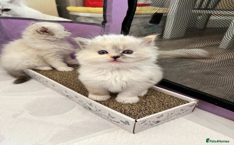 Ragdoll cats - Advert 1