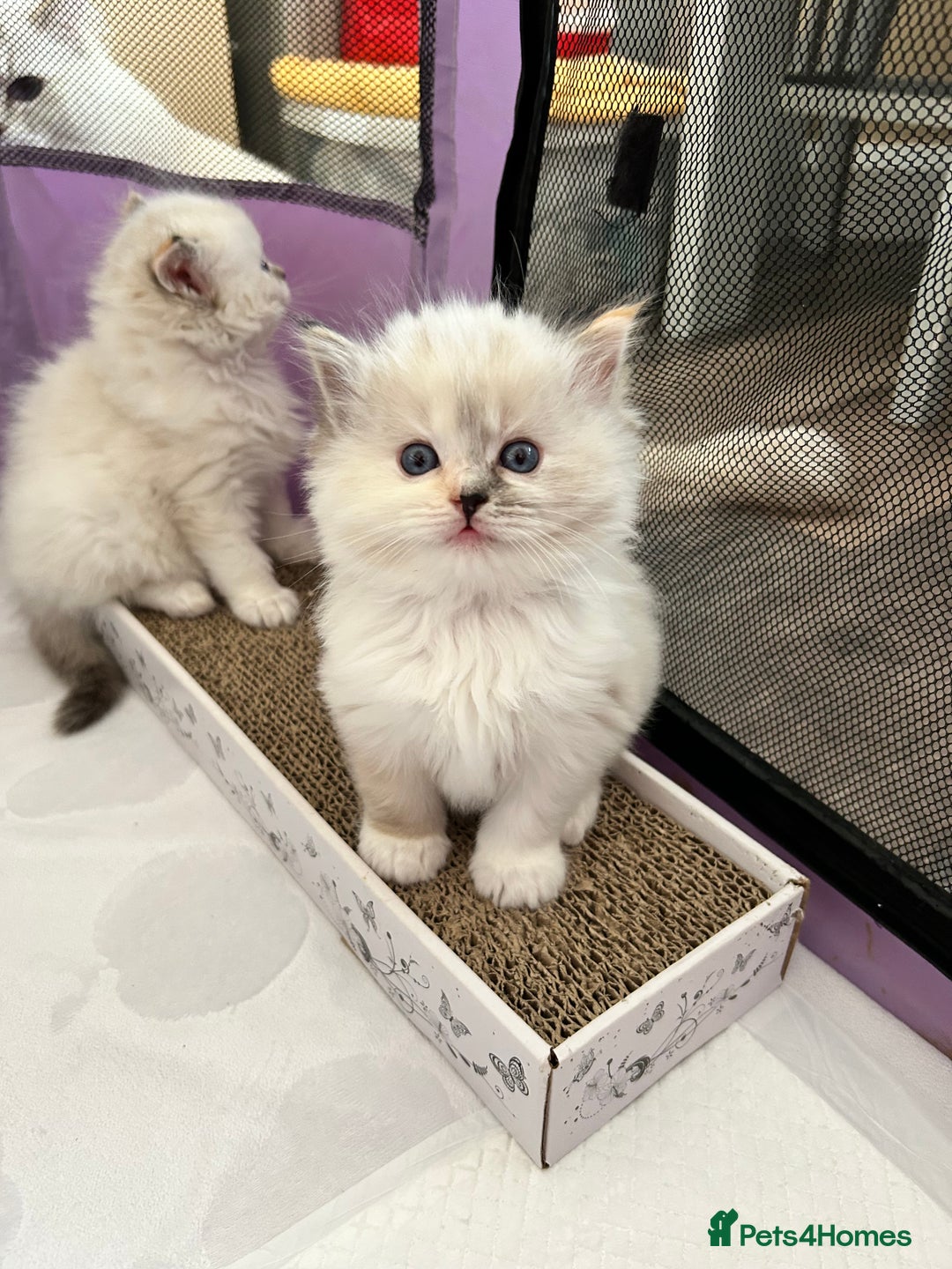 Ragdoll cats for sale: Stunning Ragdoll kitten SHOW/BREEDING -GCCF   - Image 1