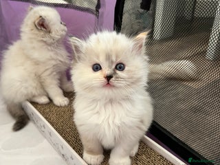 Ragdoll cats - Advert 3