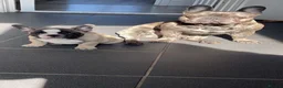 French Bulldog dogs for stud: Cali Comet - Advert 5