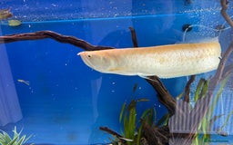 Cichlids fish for sale: Albino Arowana - Image 15