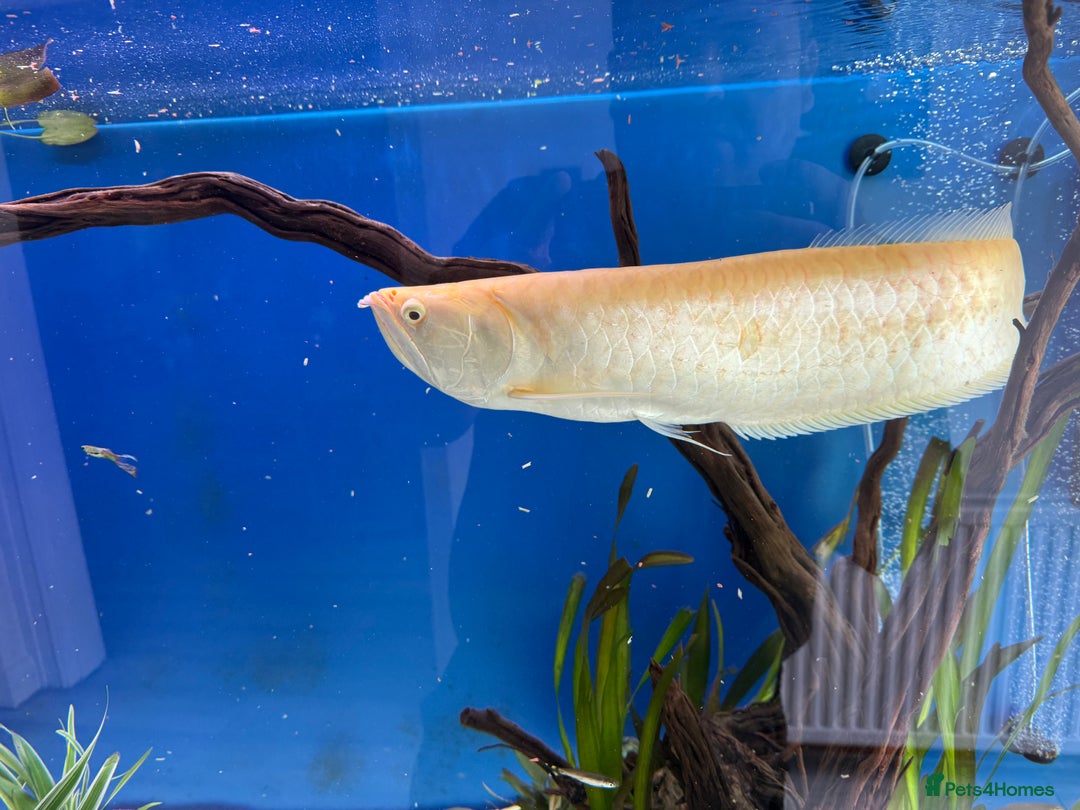 Cichlids fish for sale: Albino Arowana - Image 15