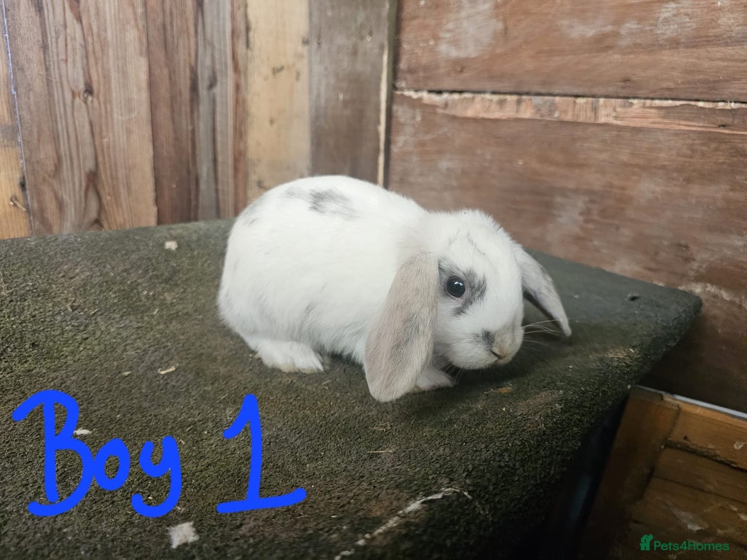 Mini Lop rabbits for sale: Mini lop rabbits - Image 3