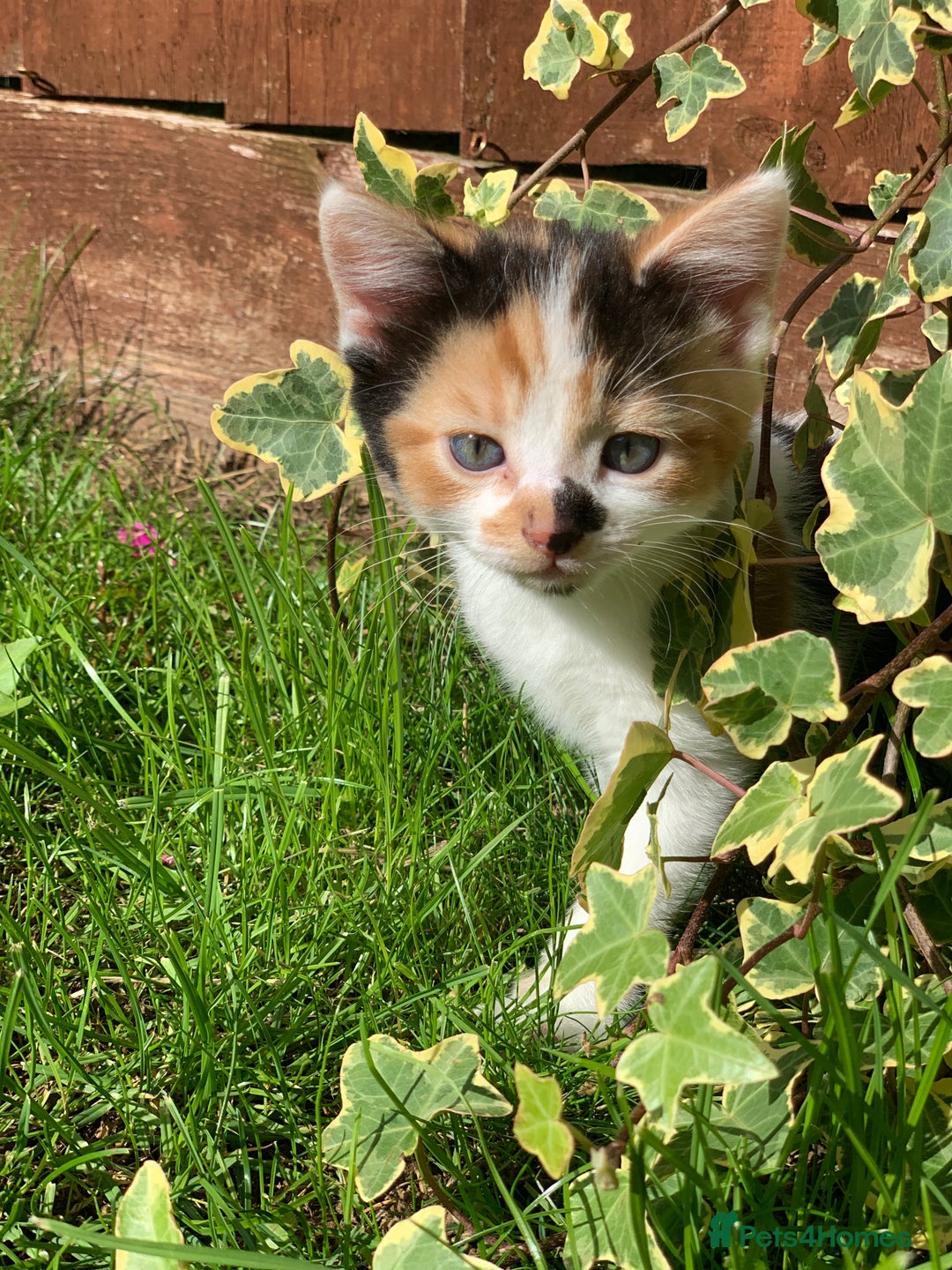European cats for sale: three little girls and a little boy - Image 2