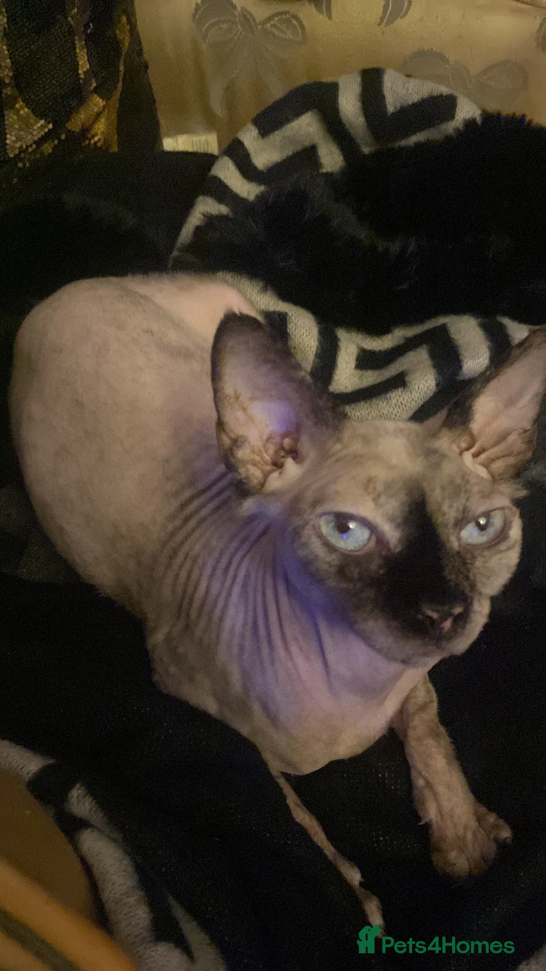Sphynx cats for sale: 💖 3 Beautiful Sphynx Kittens – 1 Boy & 2 Girls 💖 - Advert 11