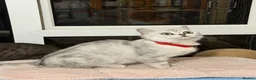 British Shorthair cats for sale: British Shorthair  - Advert 28