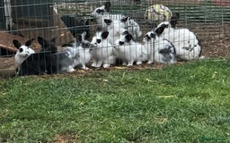 Lionhead rabbits for sale: Baby lion head rabbits for sale - Image 16