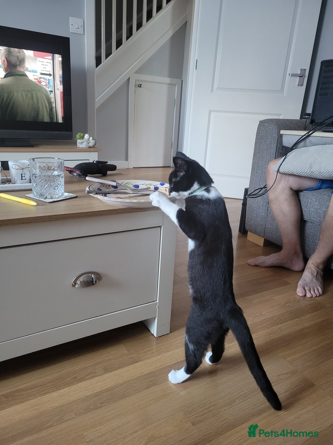 Mixed Breed cats for sale: Friendly girl - Image 2