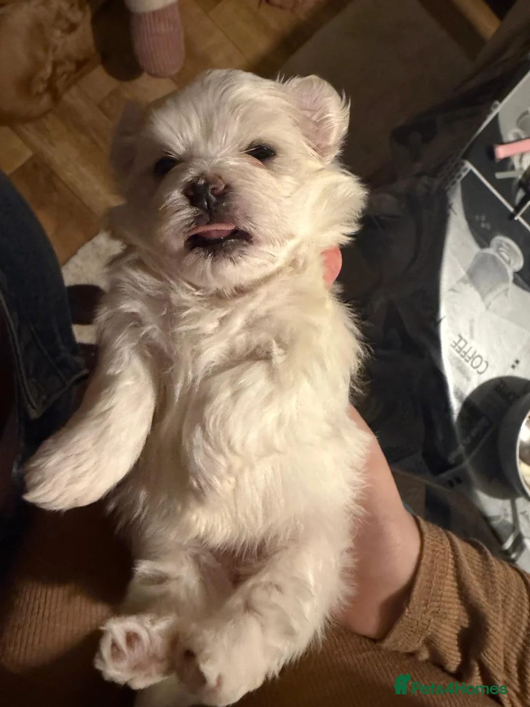 Maltese dogs for sale: Maltese babies - Advert 37