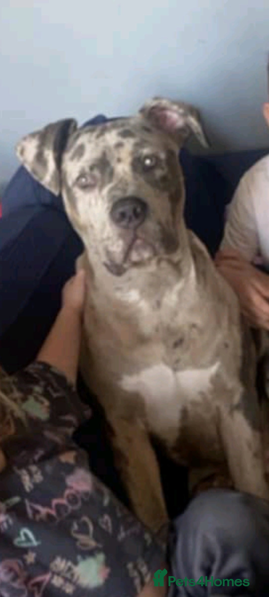 Cane Corso dogs for sale: Merle male cane corsa  - Image 3