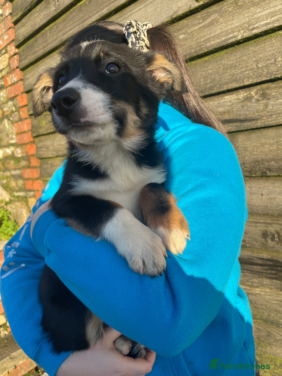 Border Collie dogs for sale: 3 Beautiful Sheepdog Puppies - Advert 8