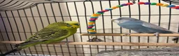 Budgerigars birds for sale: Two budgies with cage and all other necessities  in London - Advert 1