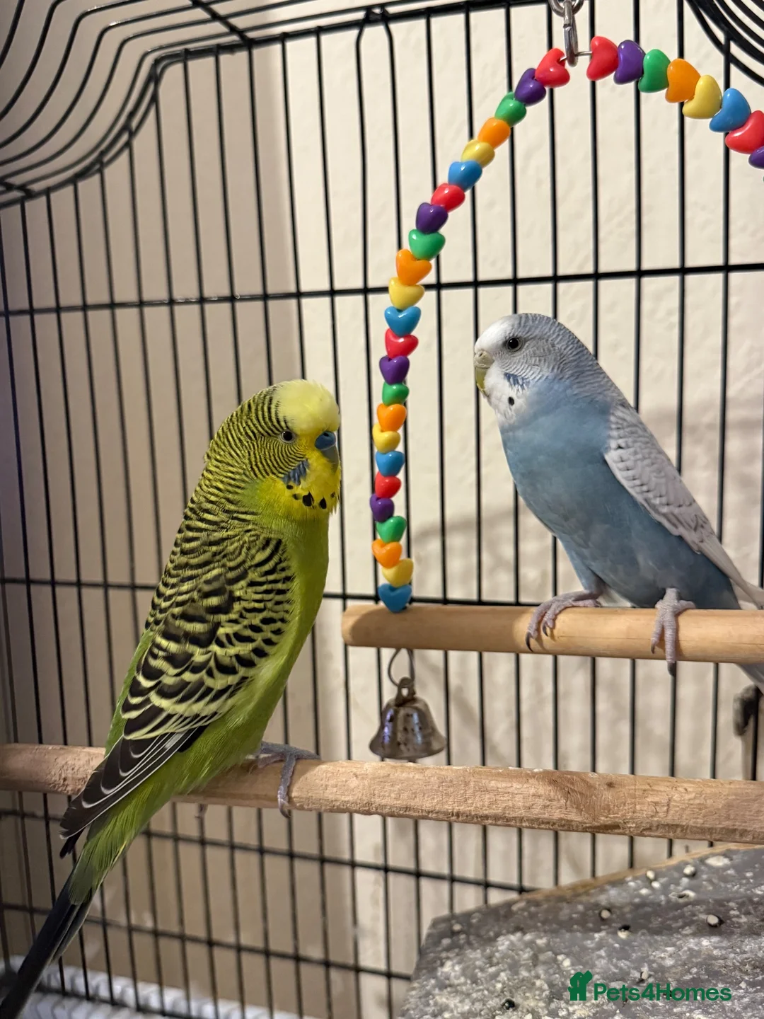 Budgerigars birds for sale: Two budgies with cage and all other necessities  in London - Advert 1