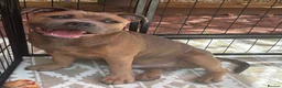 Staffordshire Bull Terrier dogs for sale: Staffordshire bull terrier - Advert 3
