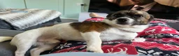 Jug dogs for sale: Almost 3 year old jug  - Advert 2