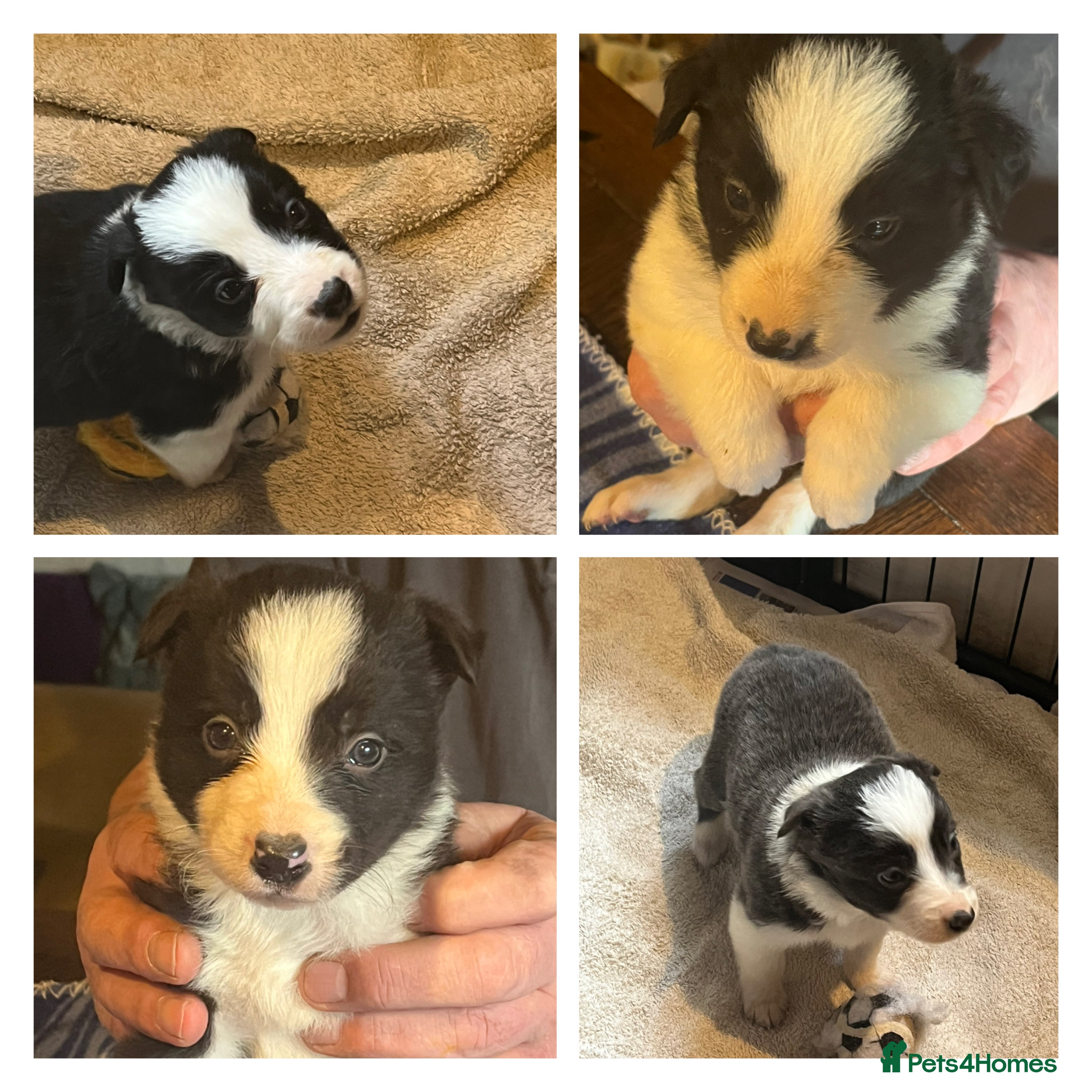 Border Collie dogs Border collie puppies, excellent litter!!  - Advert 1